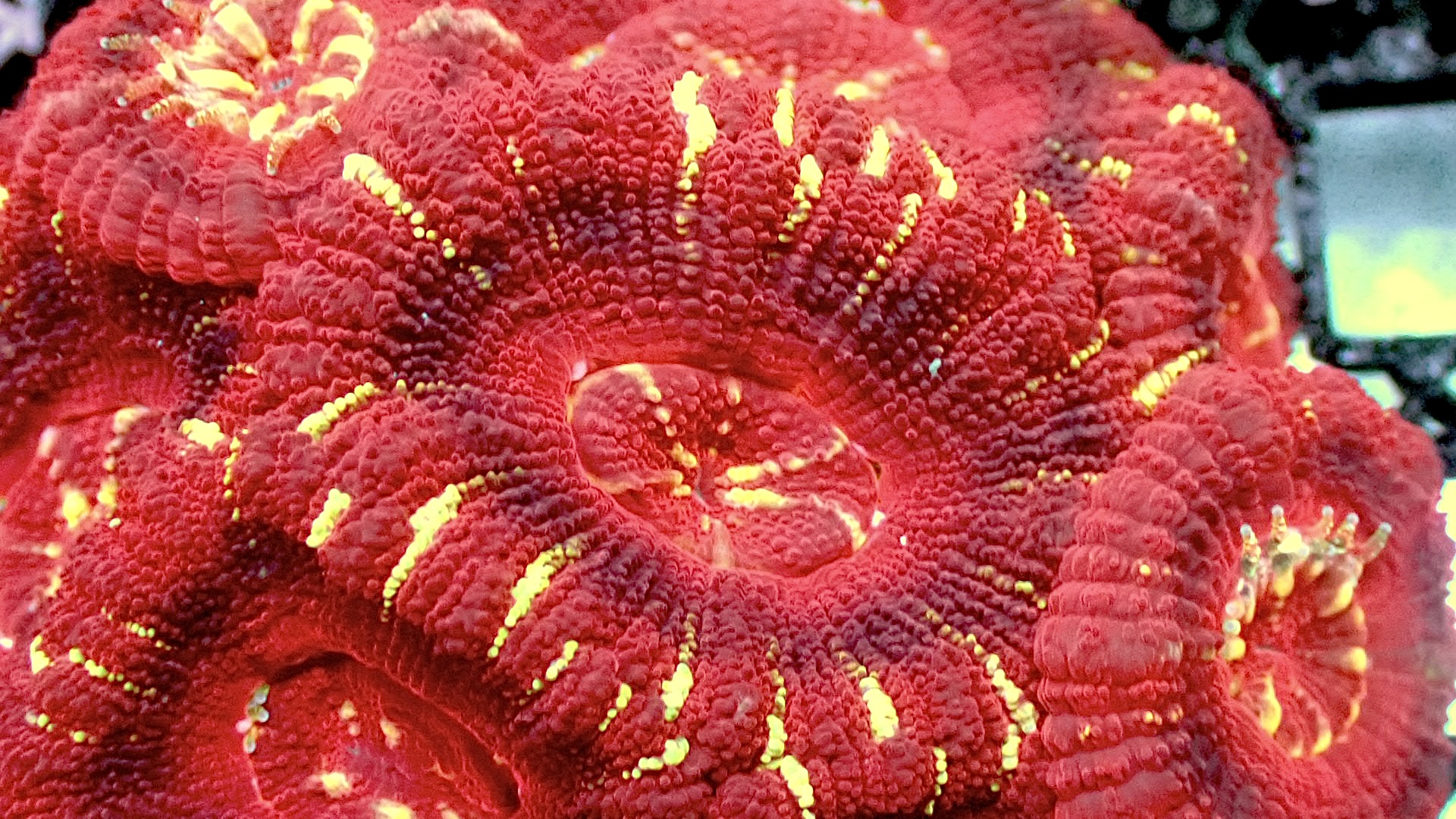 Red tiger Asian acan
