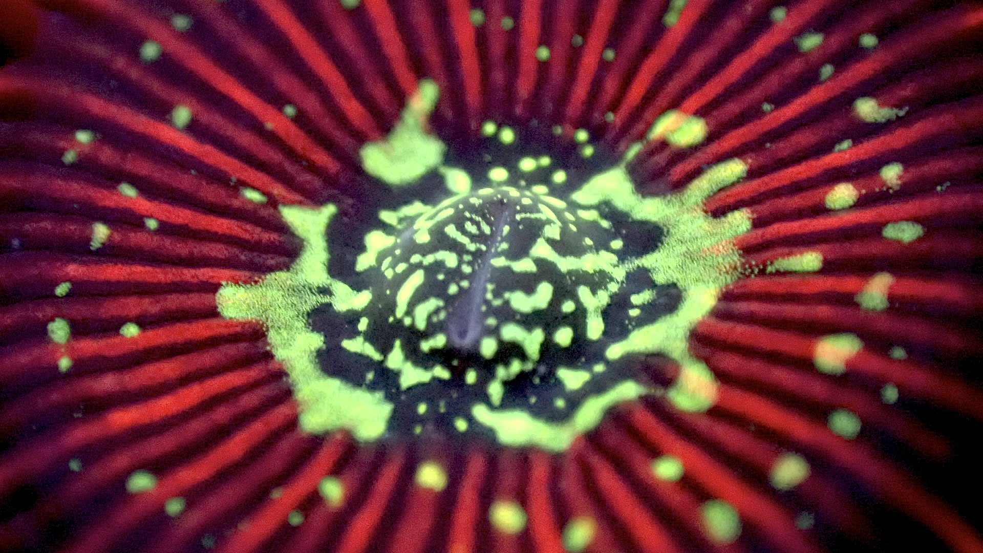 Magician zoanthids