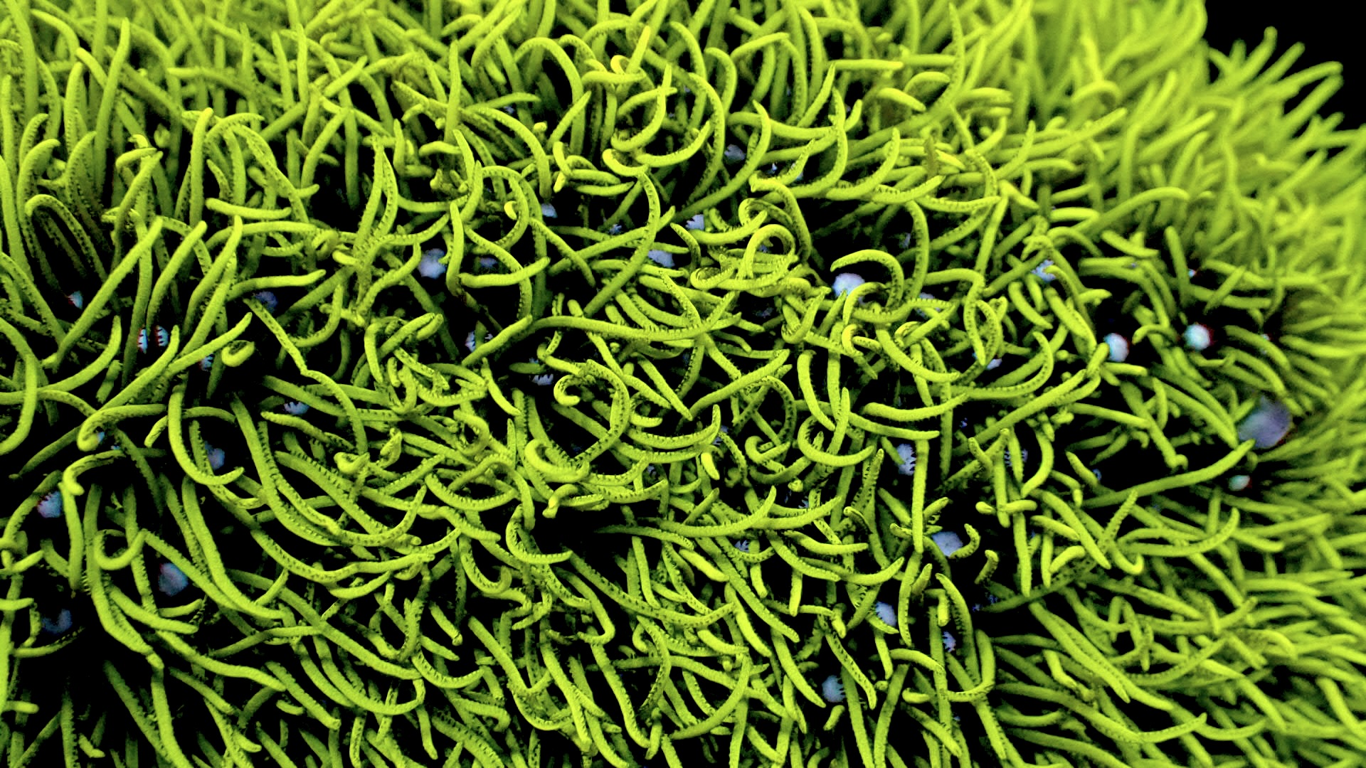 Green star polyps