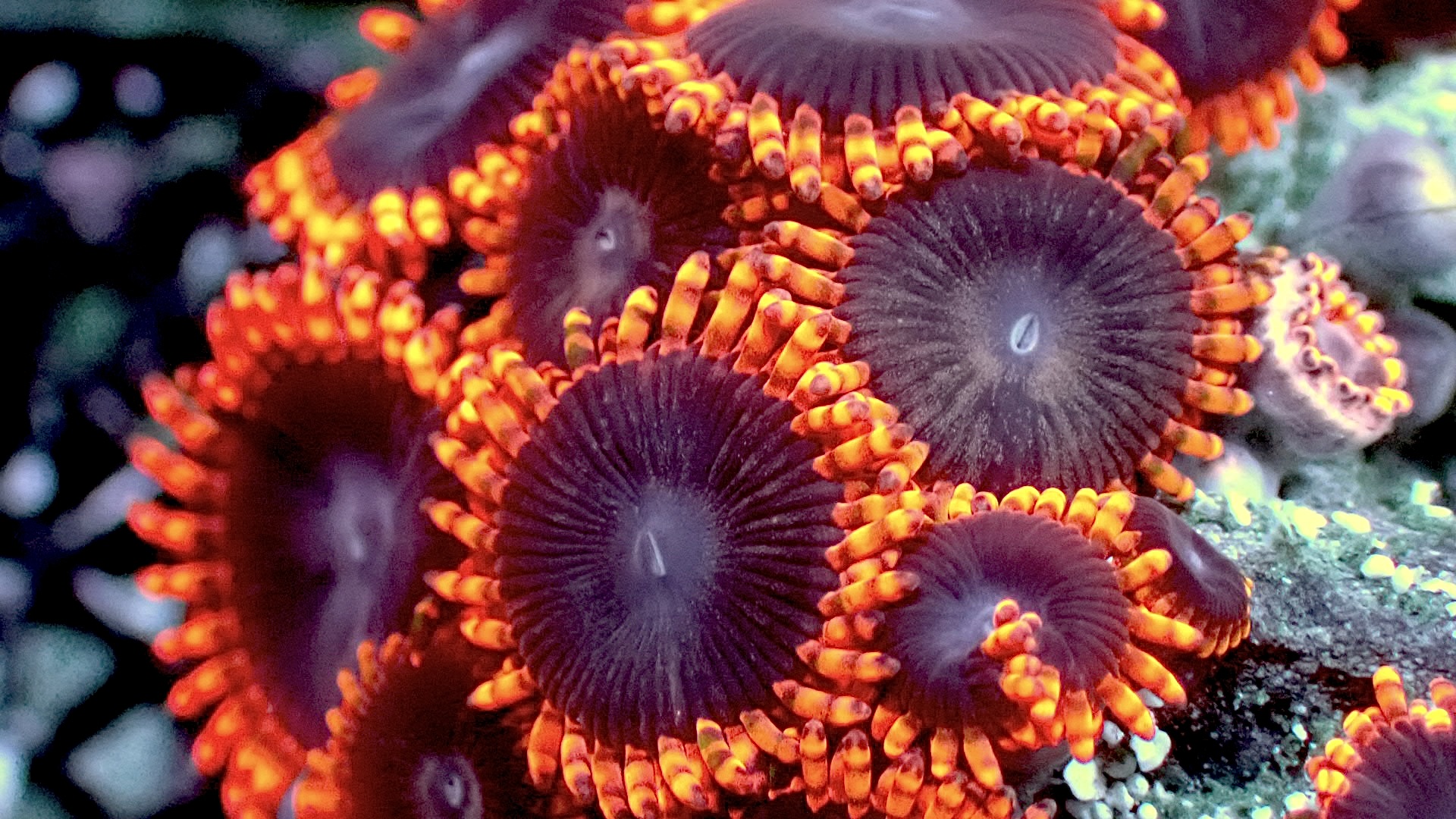 Lunar eclipse zoanthids