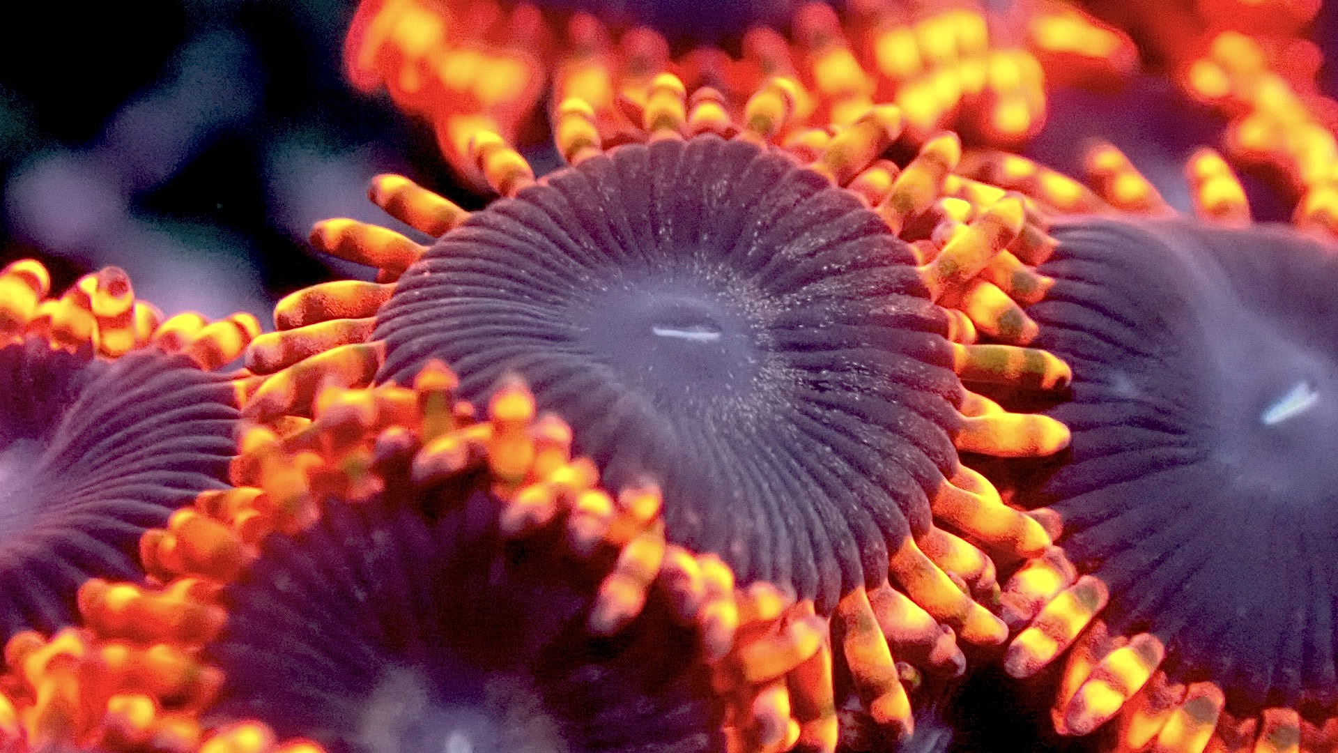 Lunar eclipse zoanthids