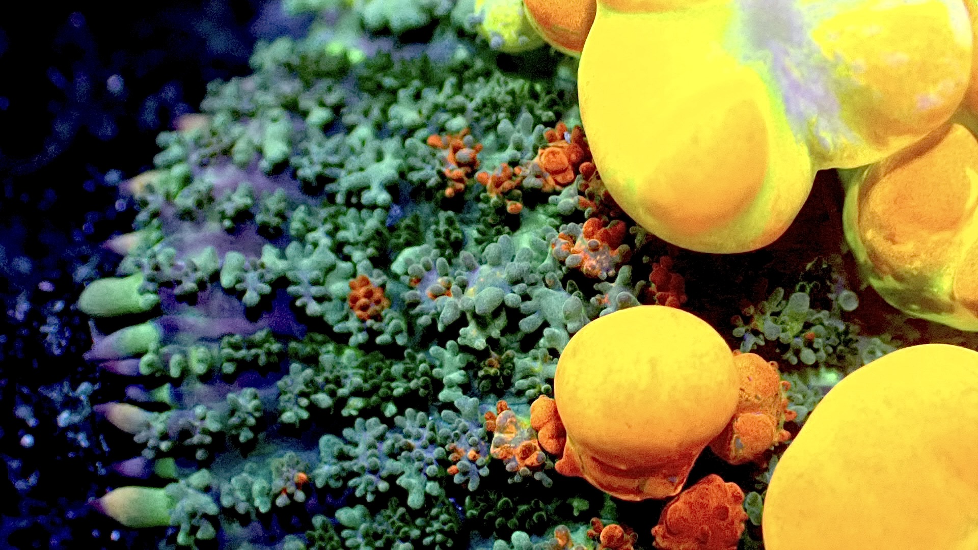 OG bounce mushroom