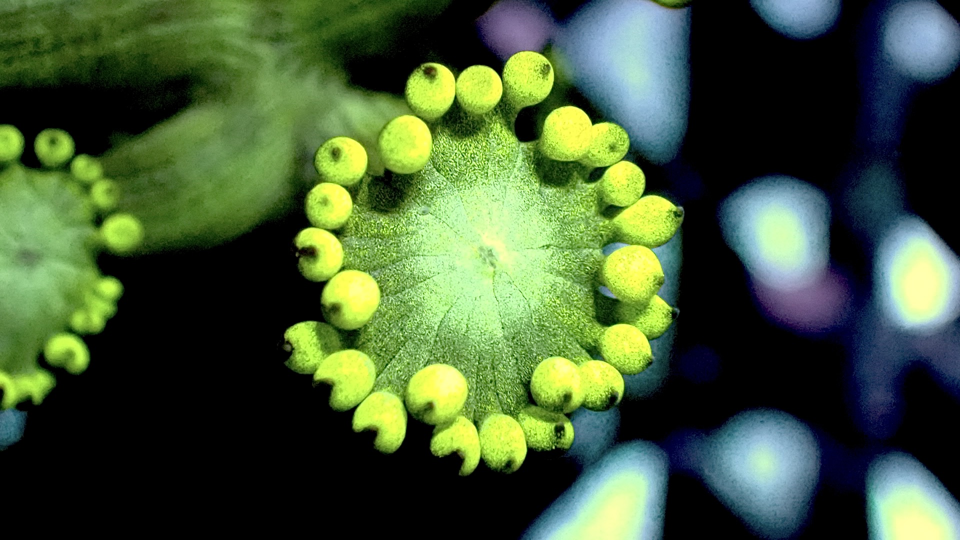 Bulbasaur goniopora