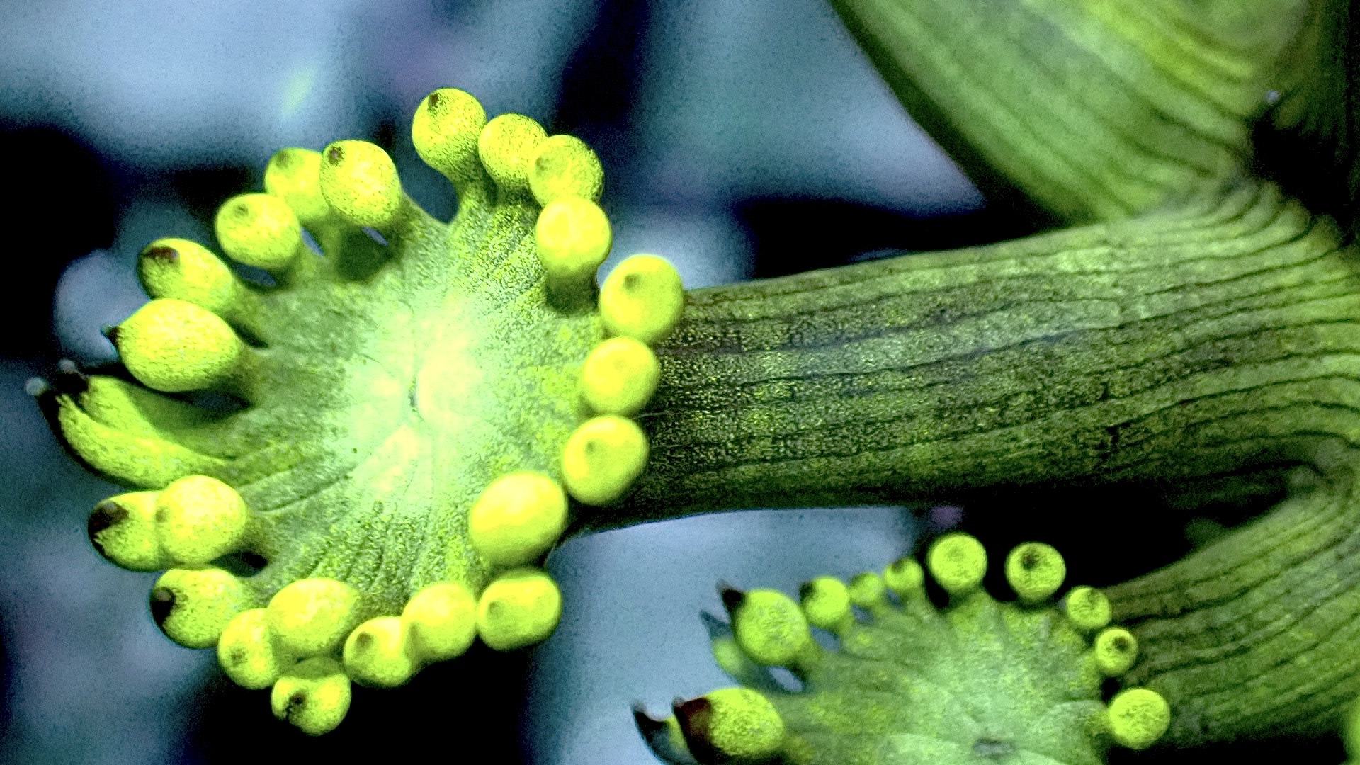 Bulbasaur goniopora