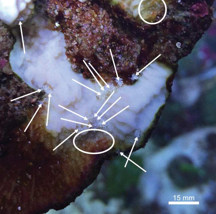 Montipora-eating nudibranchs