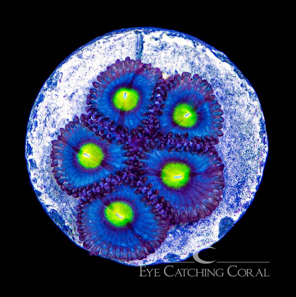 Alien Eye zoas