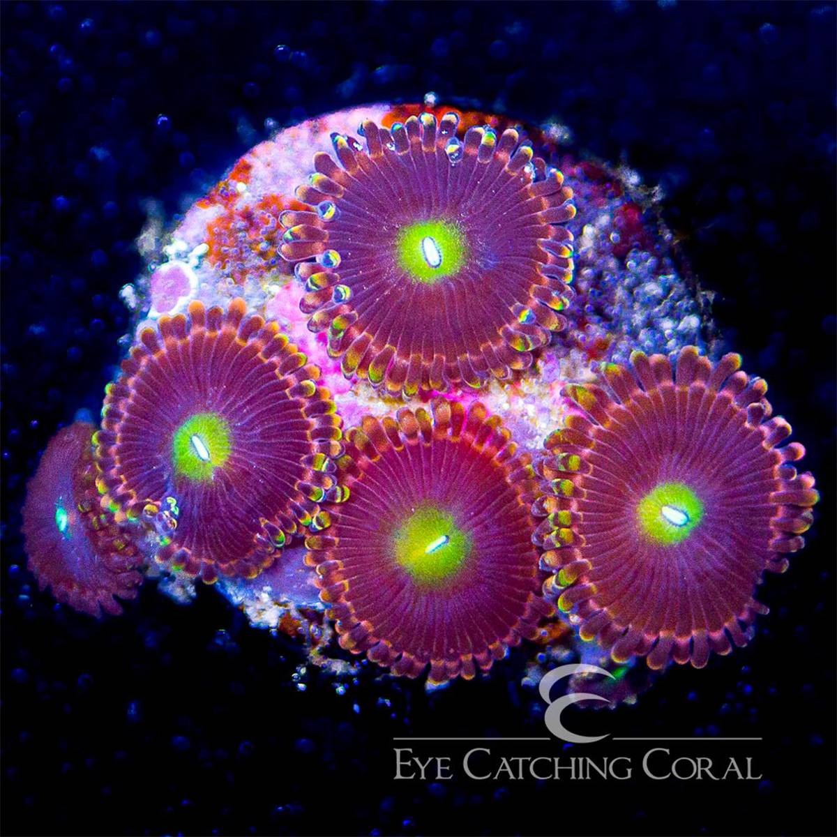 Antimatter zoas