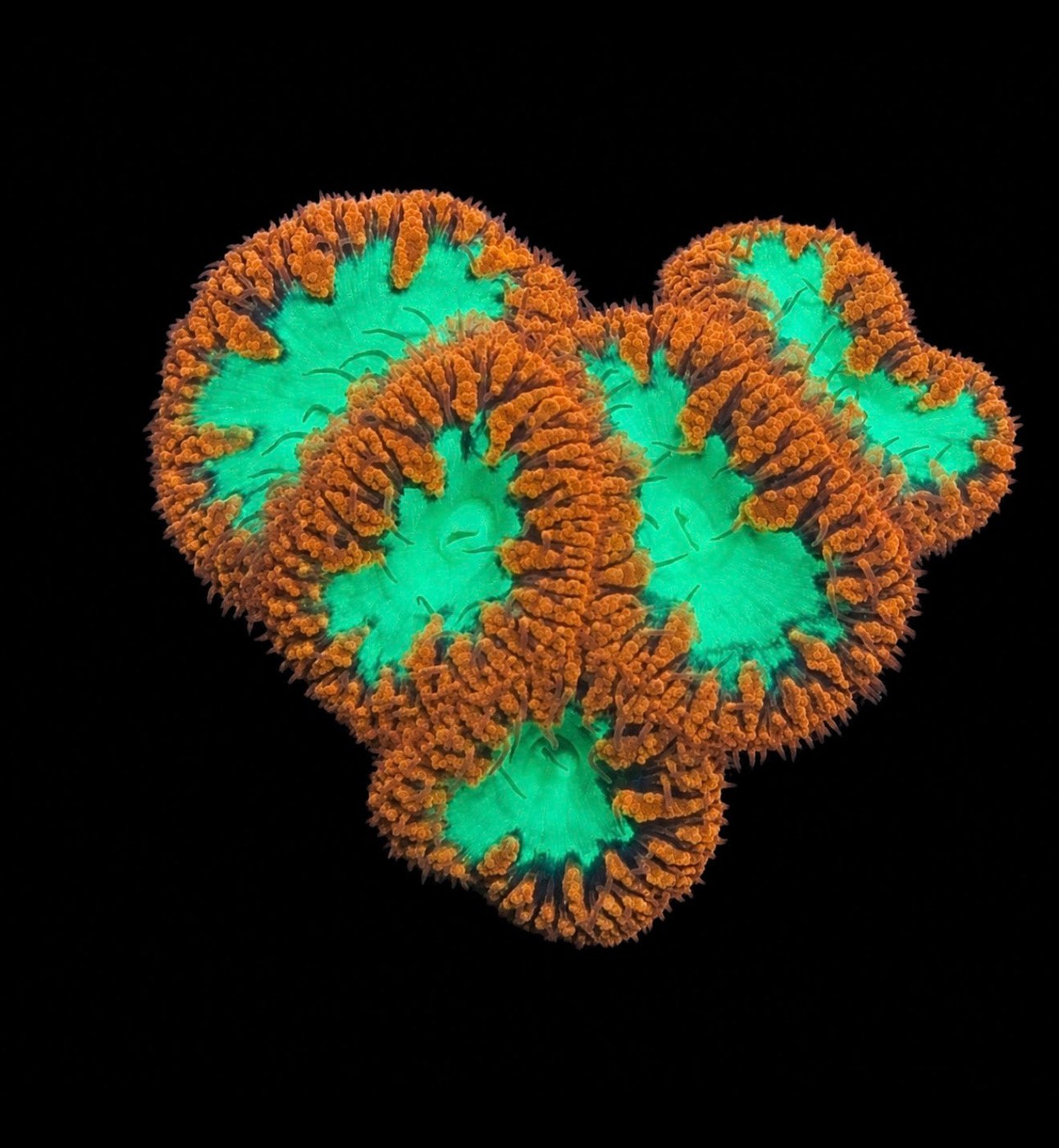 Aussie Blastomussa wellsi
