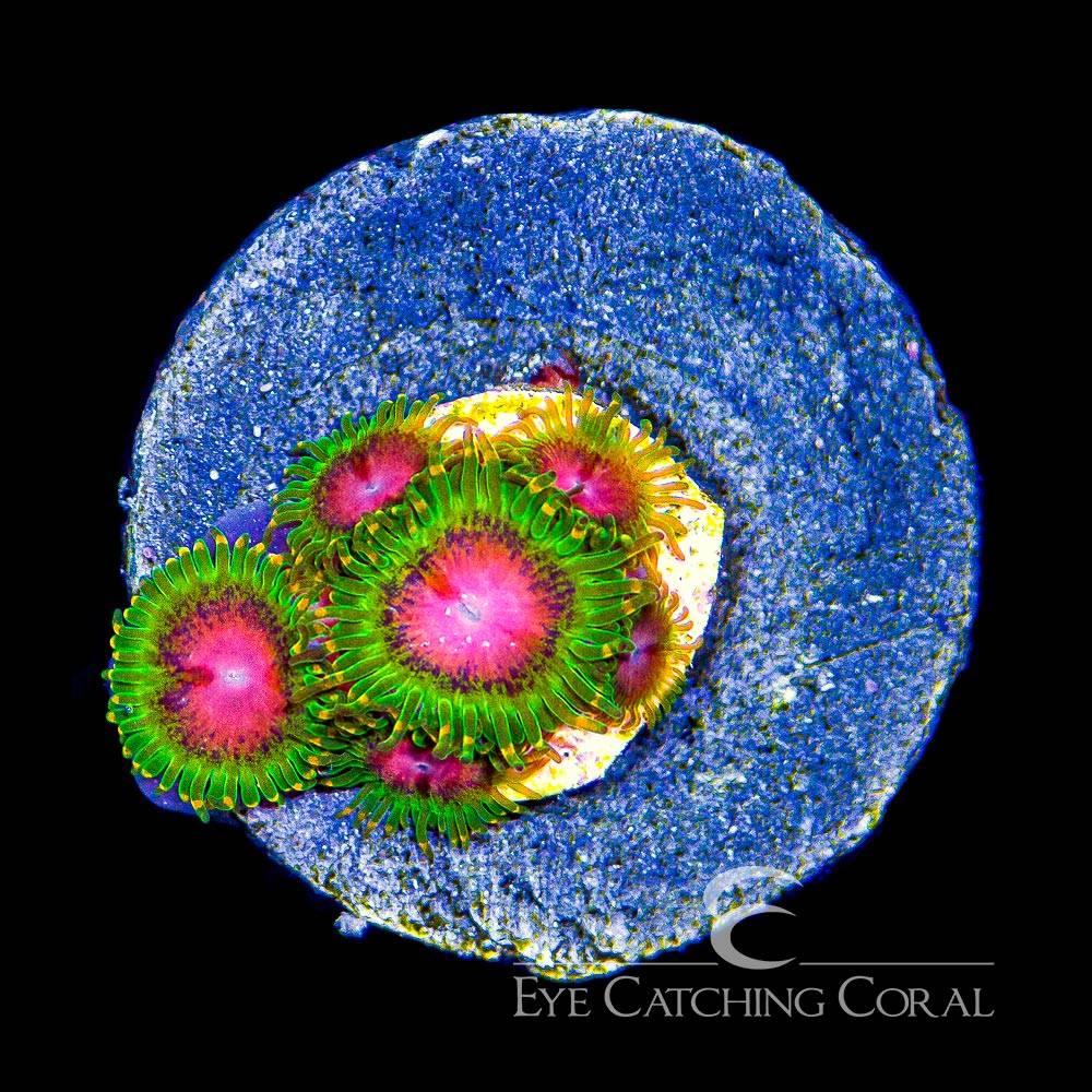 Awesome Blossom zoas