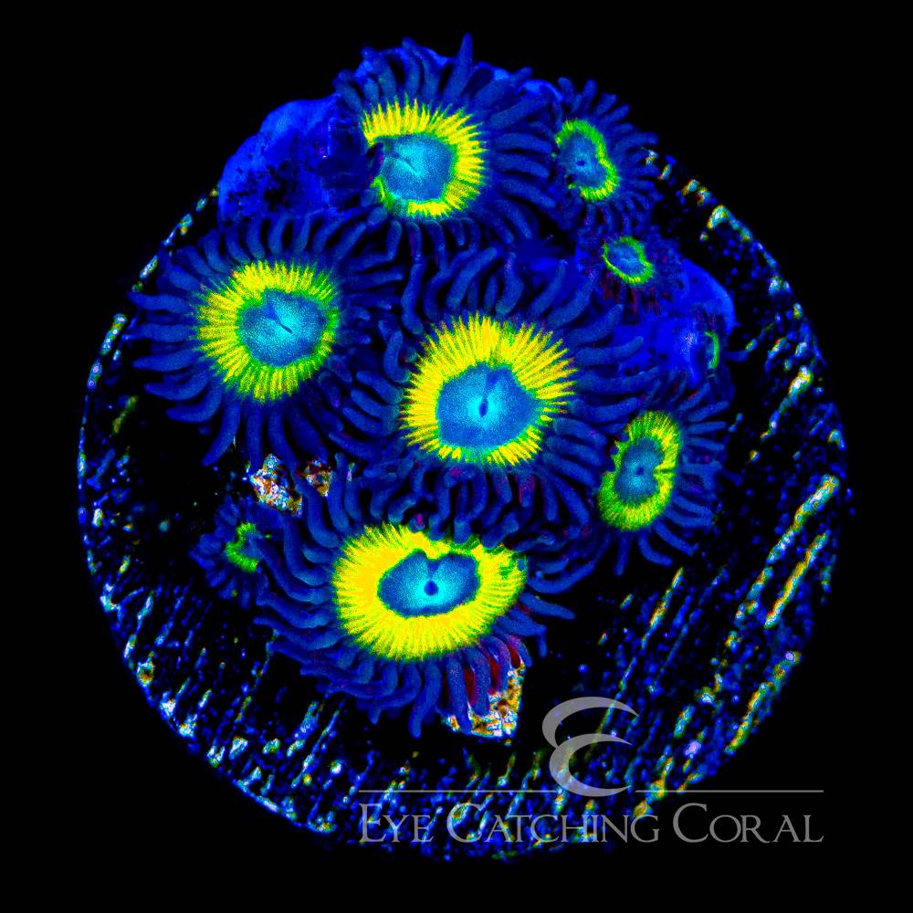 Black Bella zoas