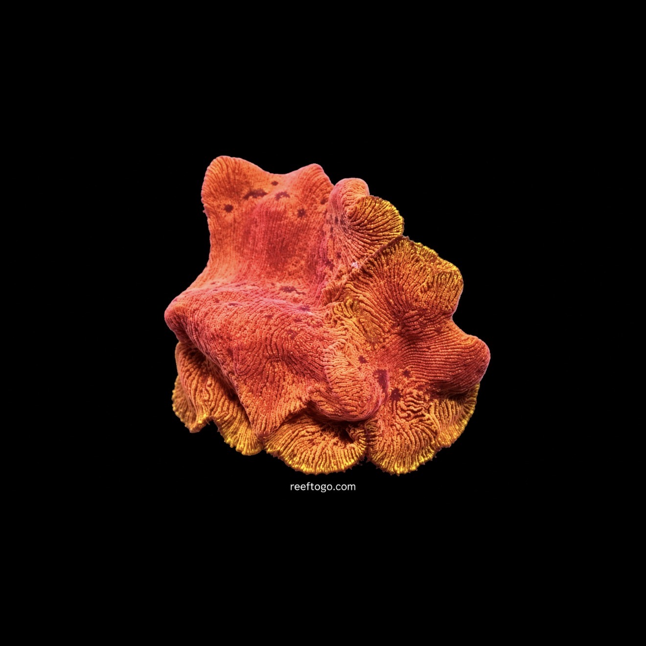 Blood orange leptoseris