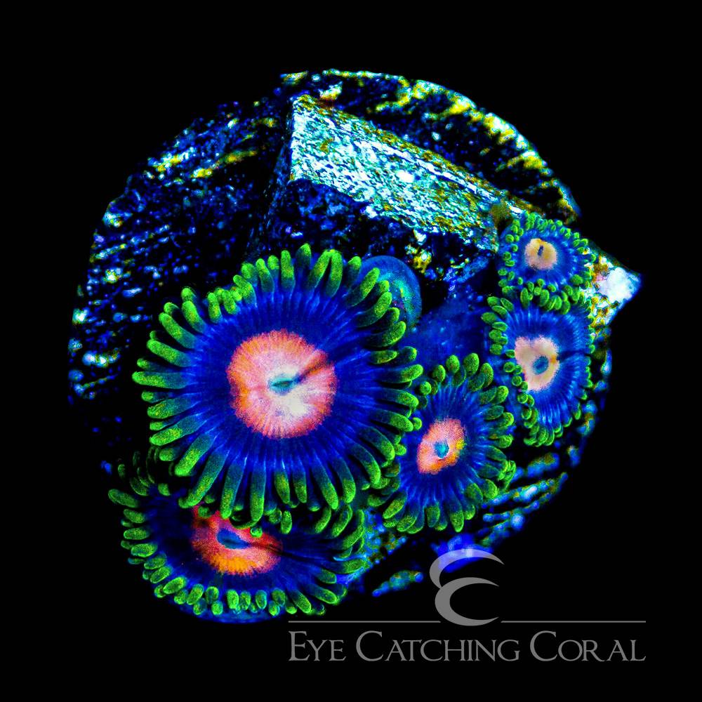 Blow Pops zoas