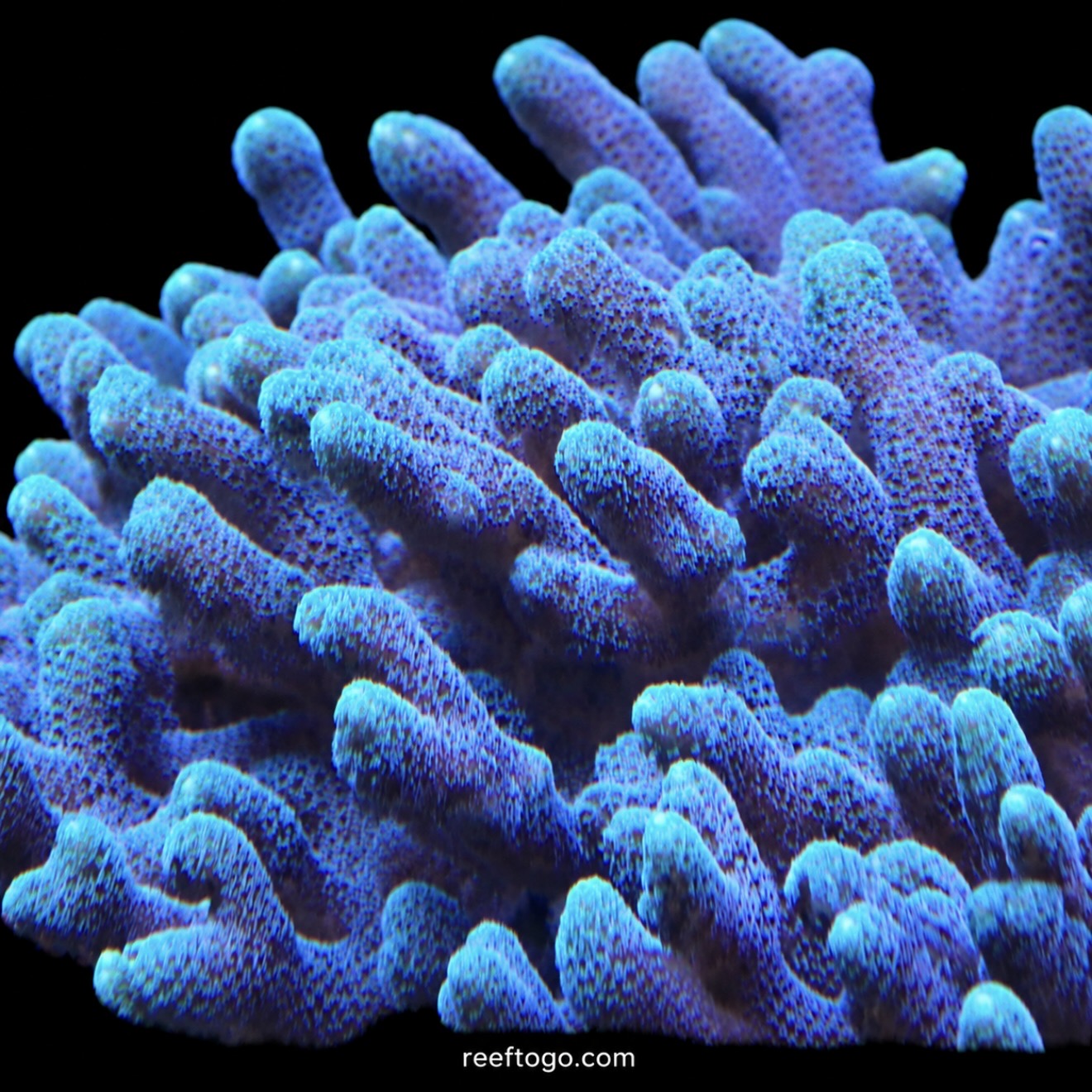 Blue zing birdnest