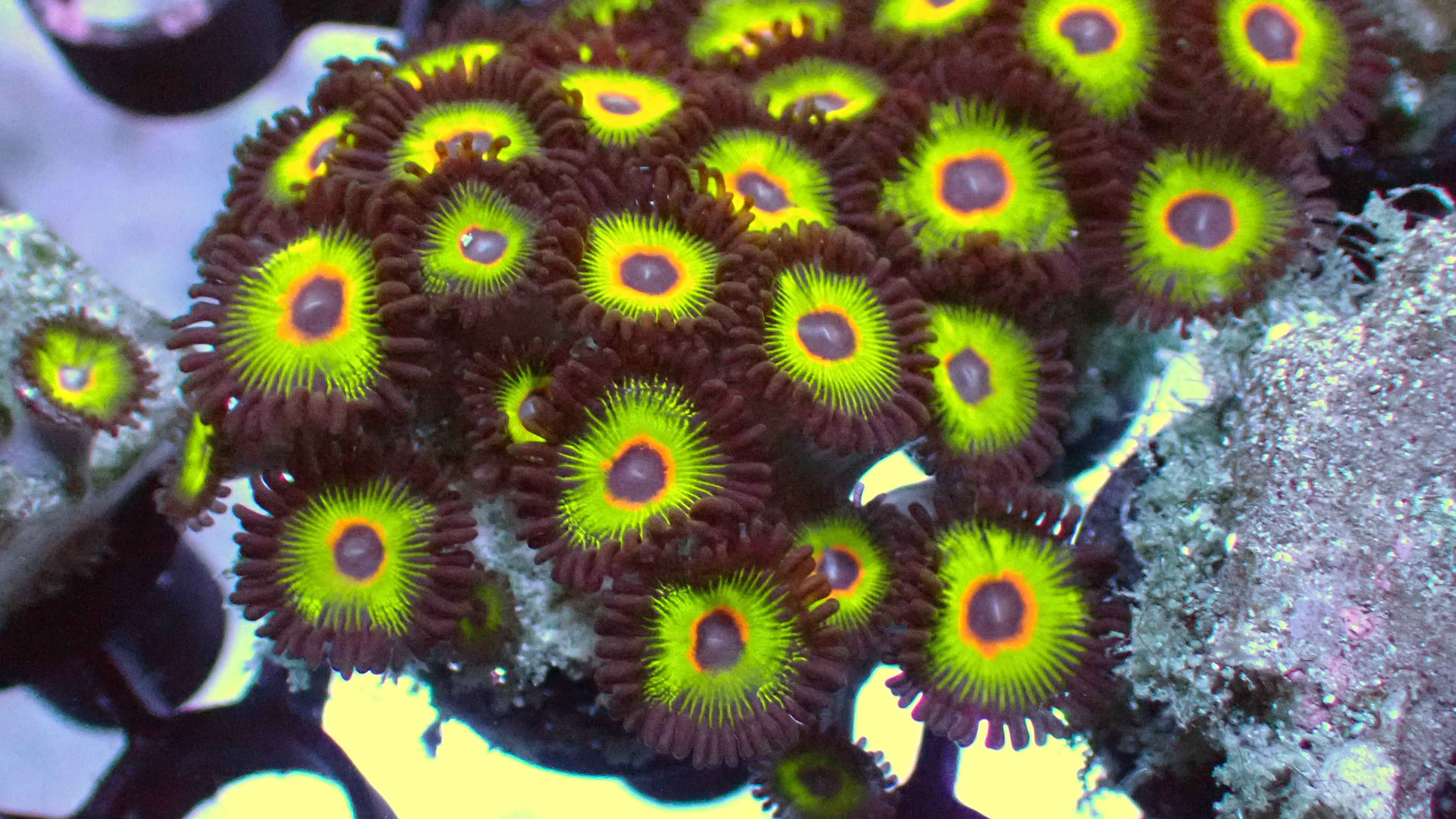 Bob Marley zoas