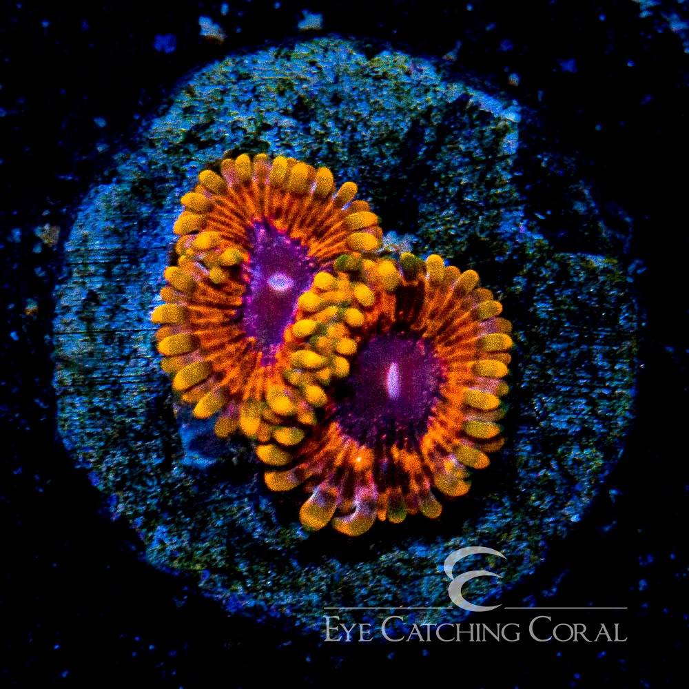 Burning Ember zoas