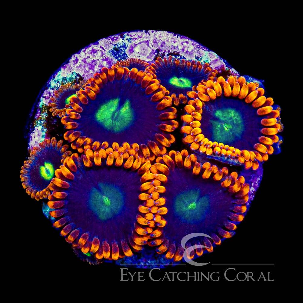 Burning Suns zoas