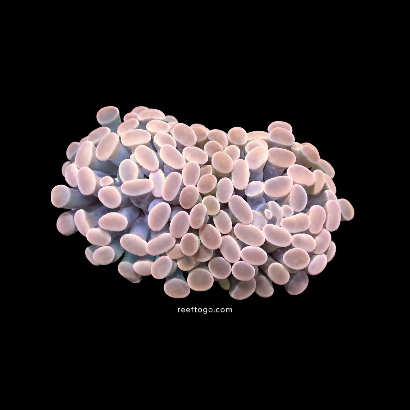 Cadence Pink Hammers