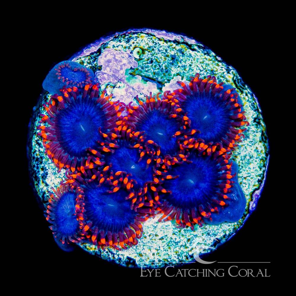 Captain Falcon zoas