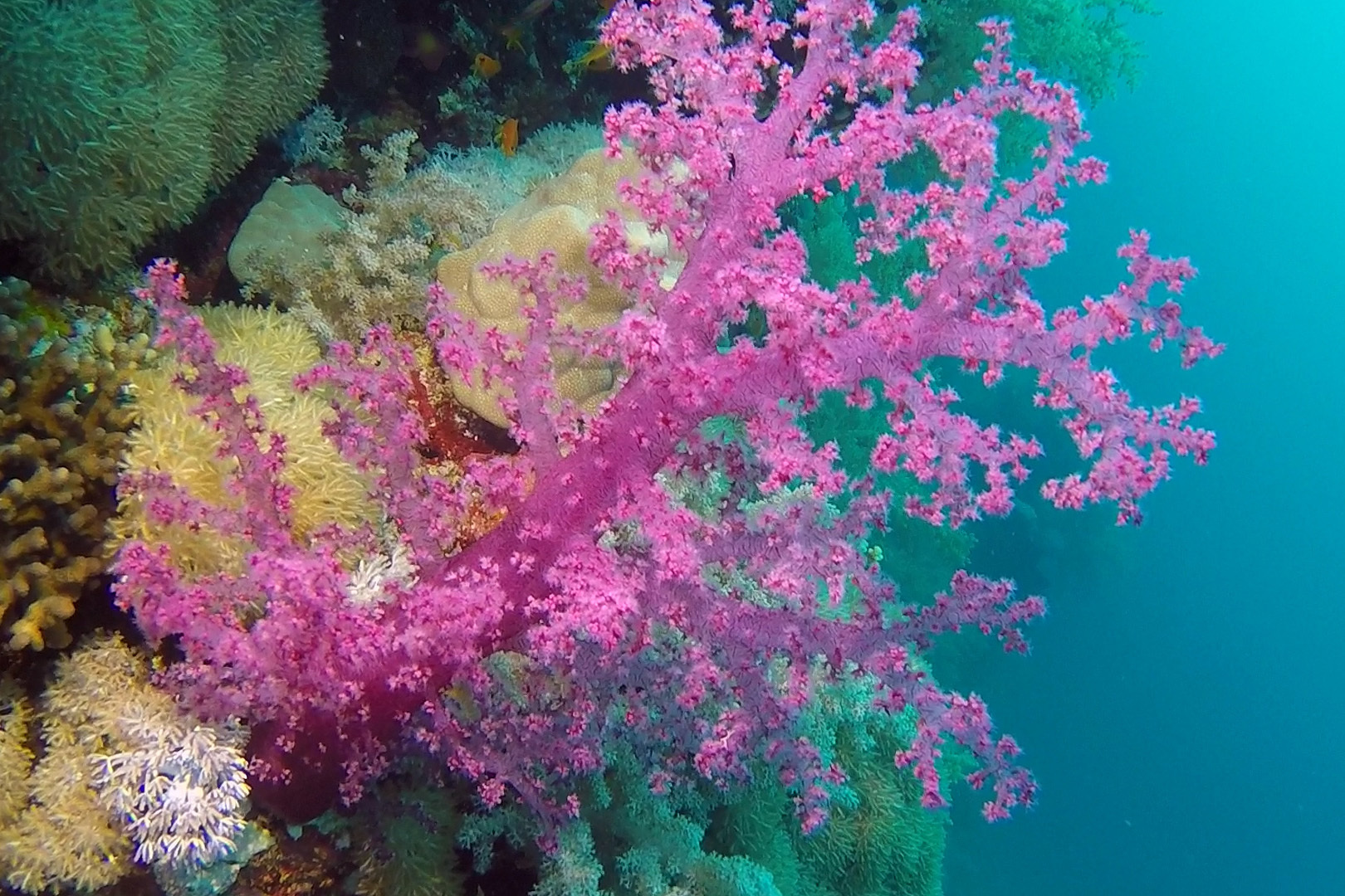 Carnation Coral (Dendronephthya sp.)