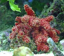 Chili Coral (Nephthyigorgia sp.)