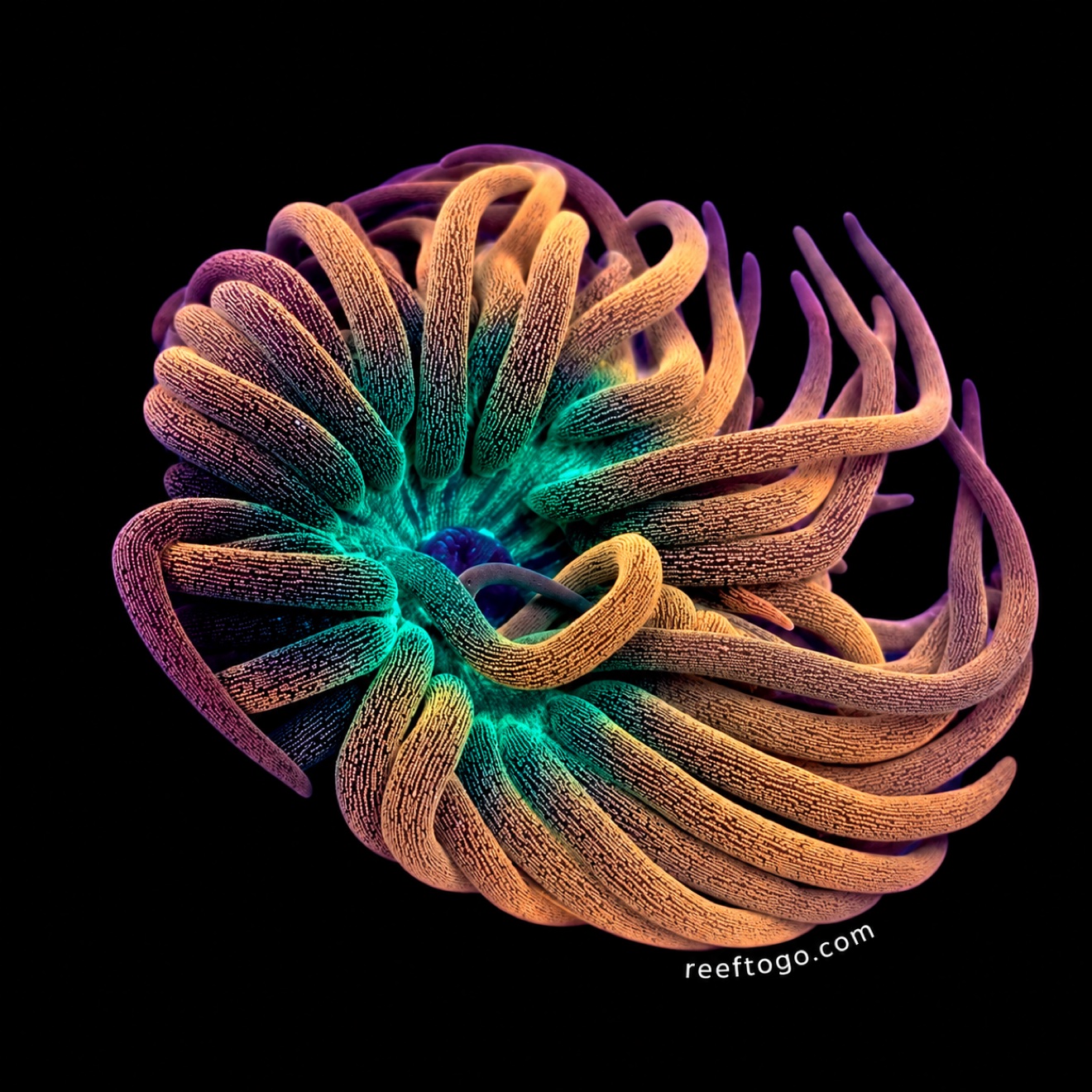 Colorado Sunburst Anemone (Entacmaea quadricolor)