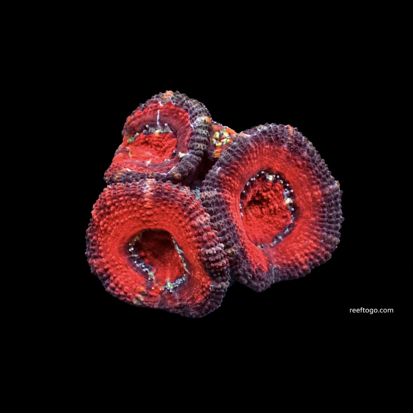 Darth Maul acan