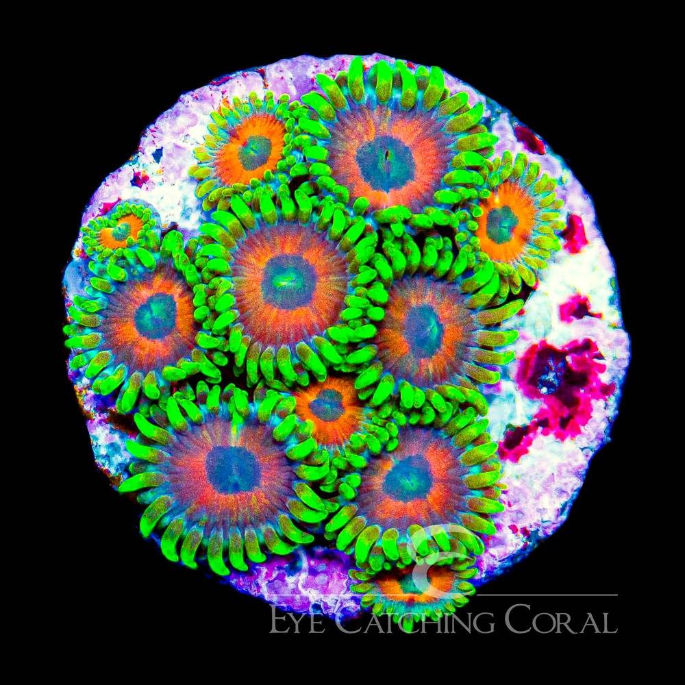 Eagle Eye 2.0 zoas