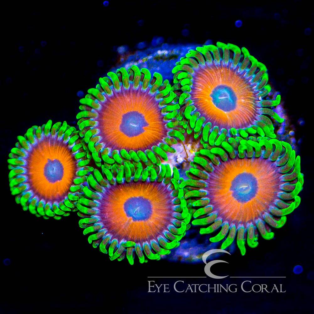 Eagle Eye zoas