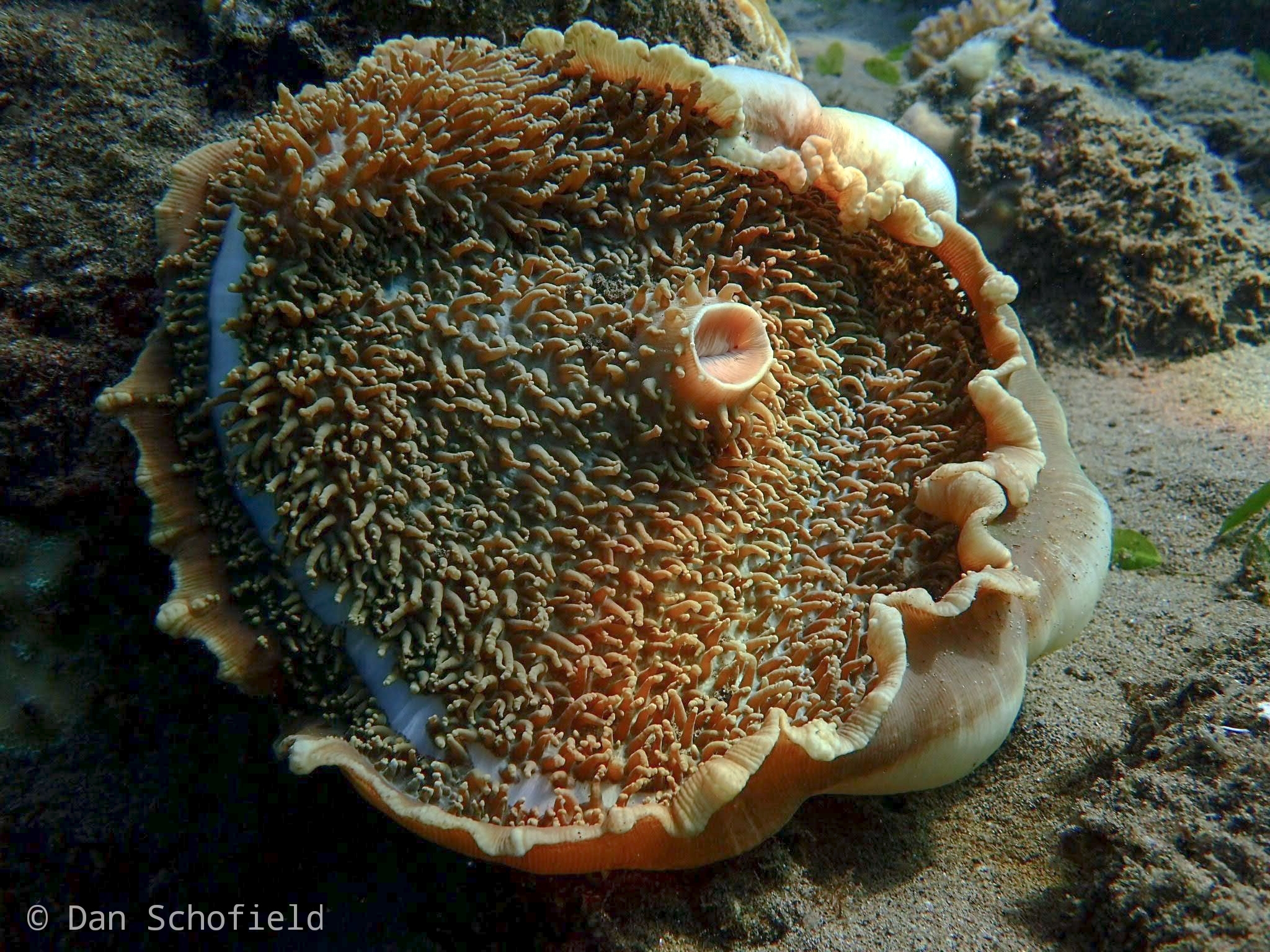 Elephant Ear Mushroom (Amplexidiscus fenestrafer)