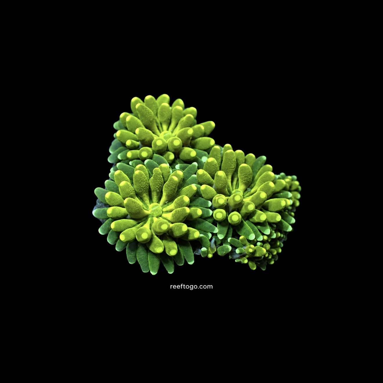 Evergreen galaxea