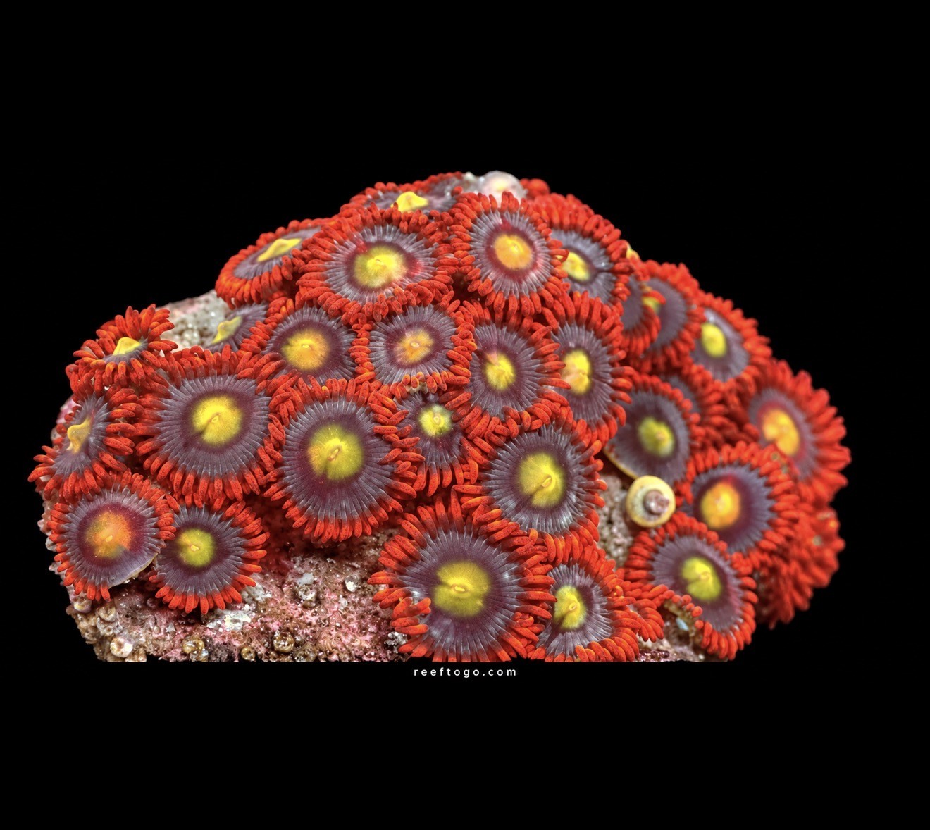 Fire and ice zoanthids