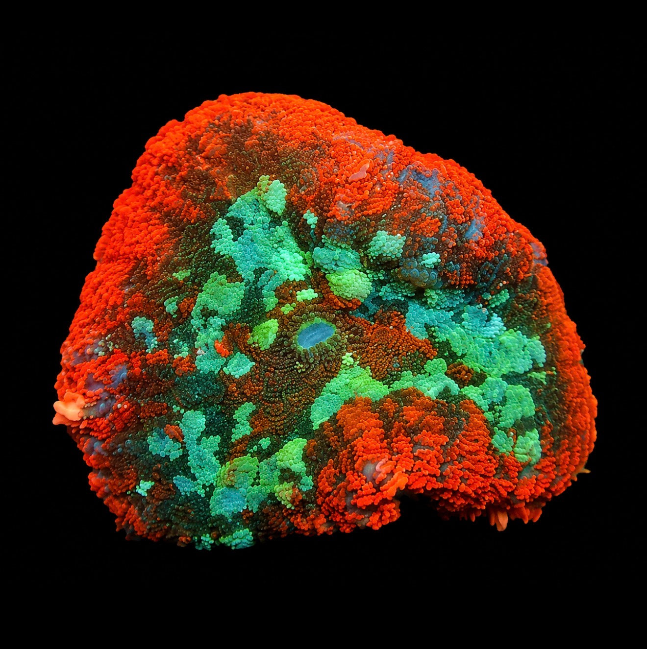 Fire seas mushroom