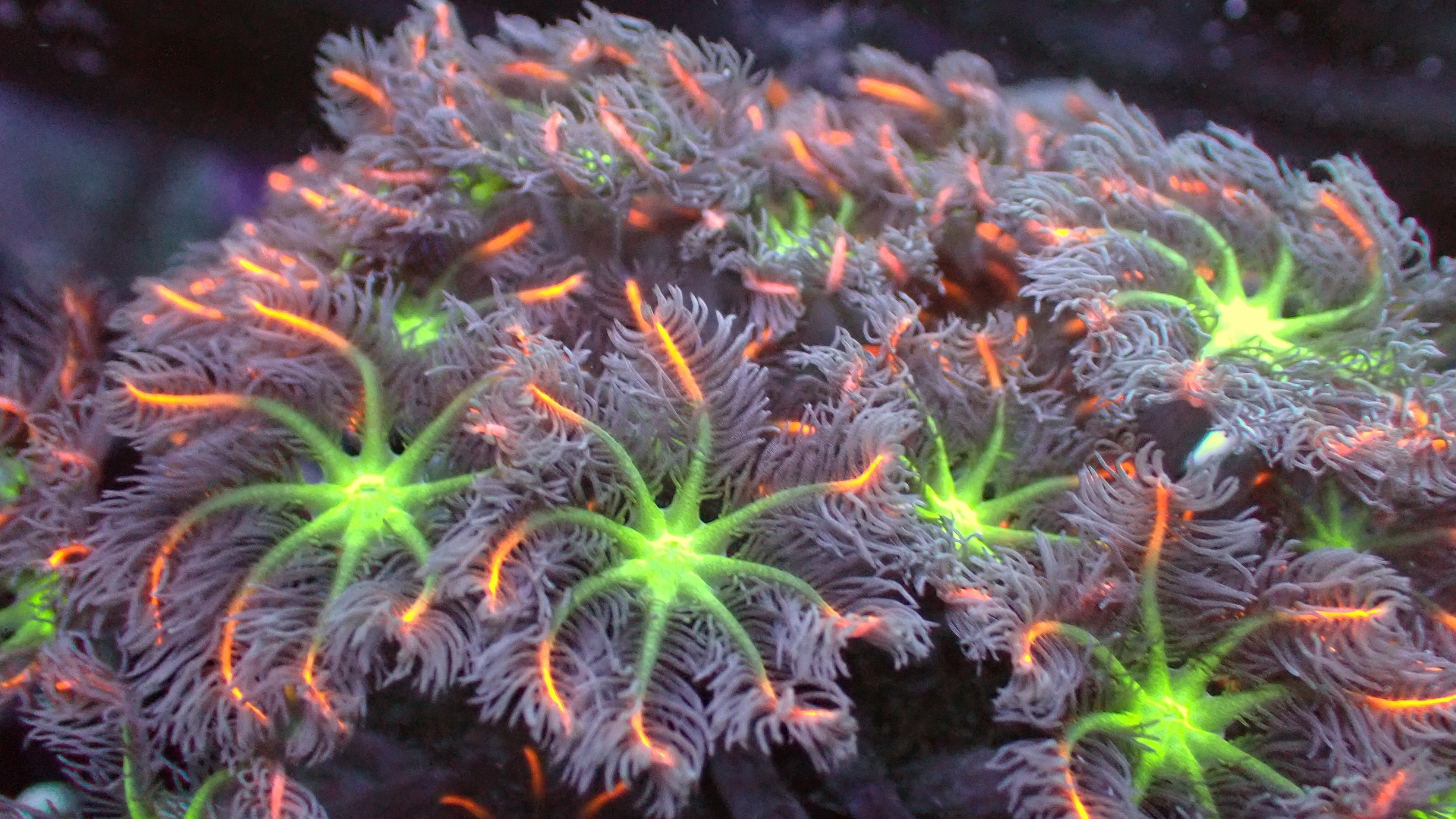 Firework cloves polyps