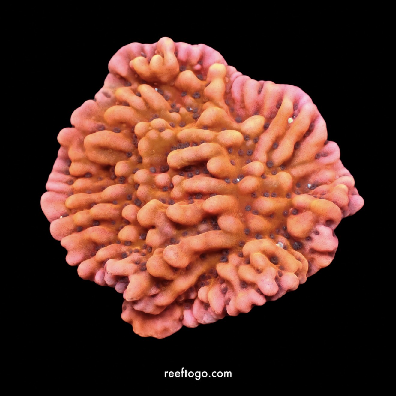 Flaming phoenix montipora