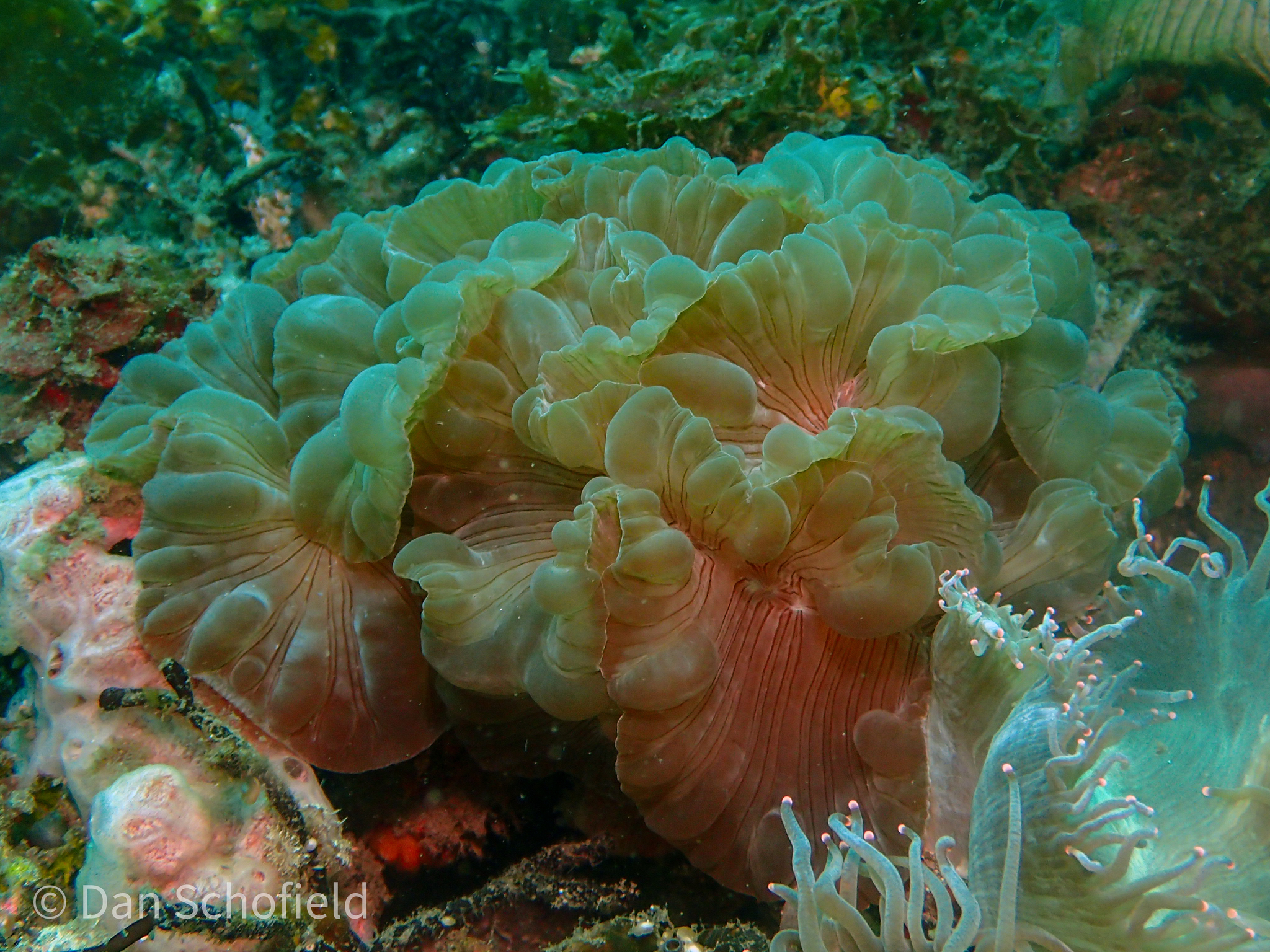Fox Coral (Nemenzophyllia turbida)