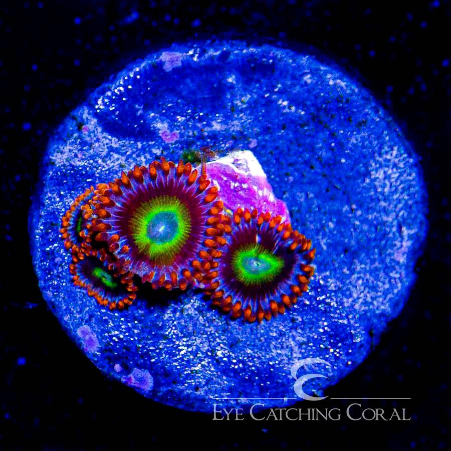 Fruitopia zoas