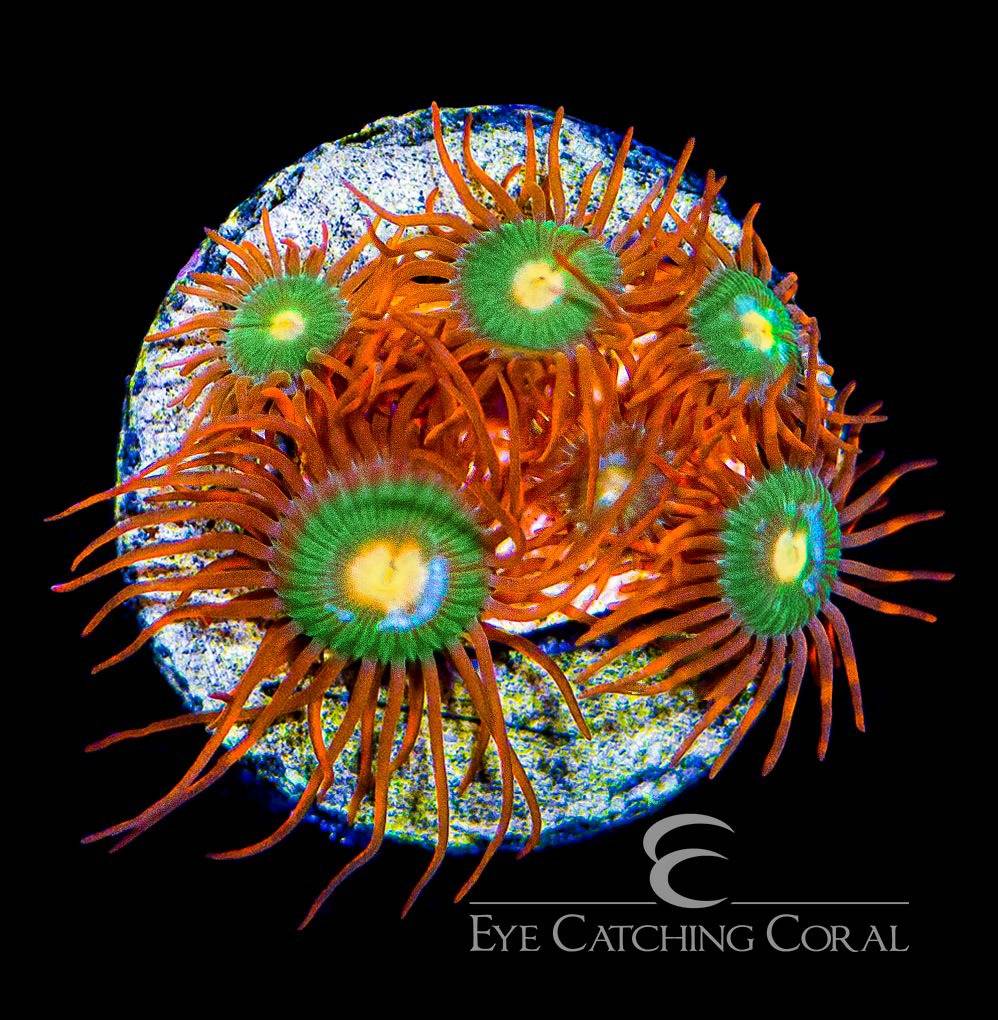Gatorade zoas