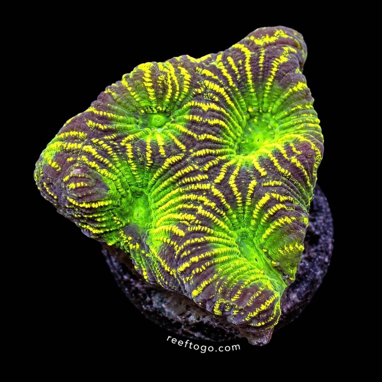 Glow Worm Favia (Favia sp)
