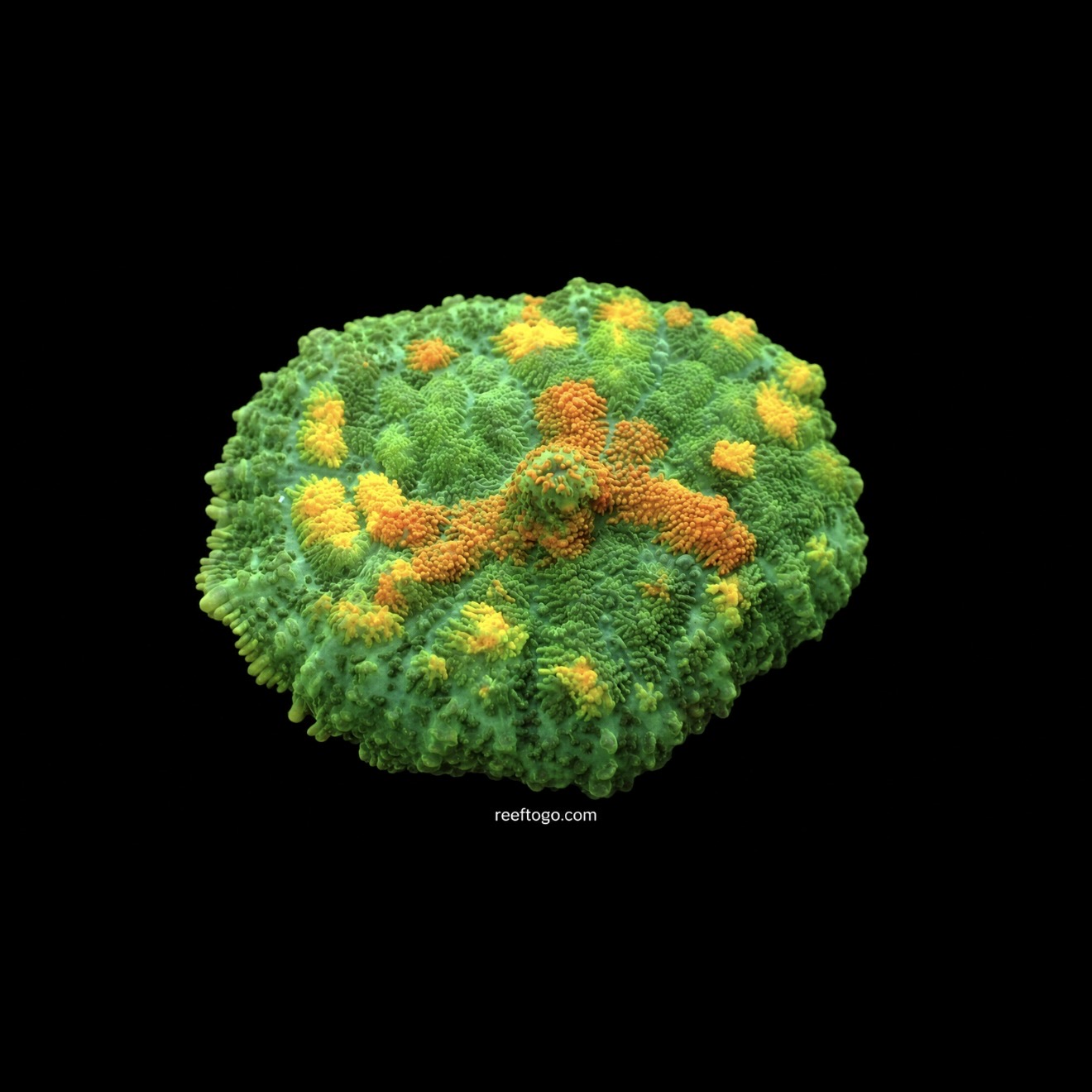 Gold burst mushroom