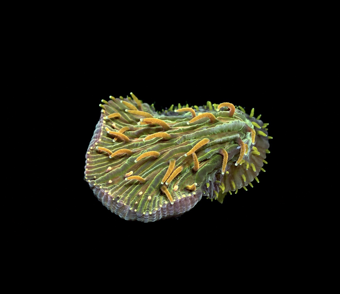 Gold finger Diaseris