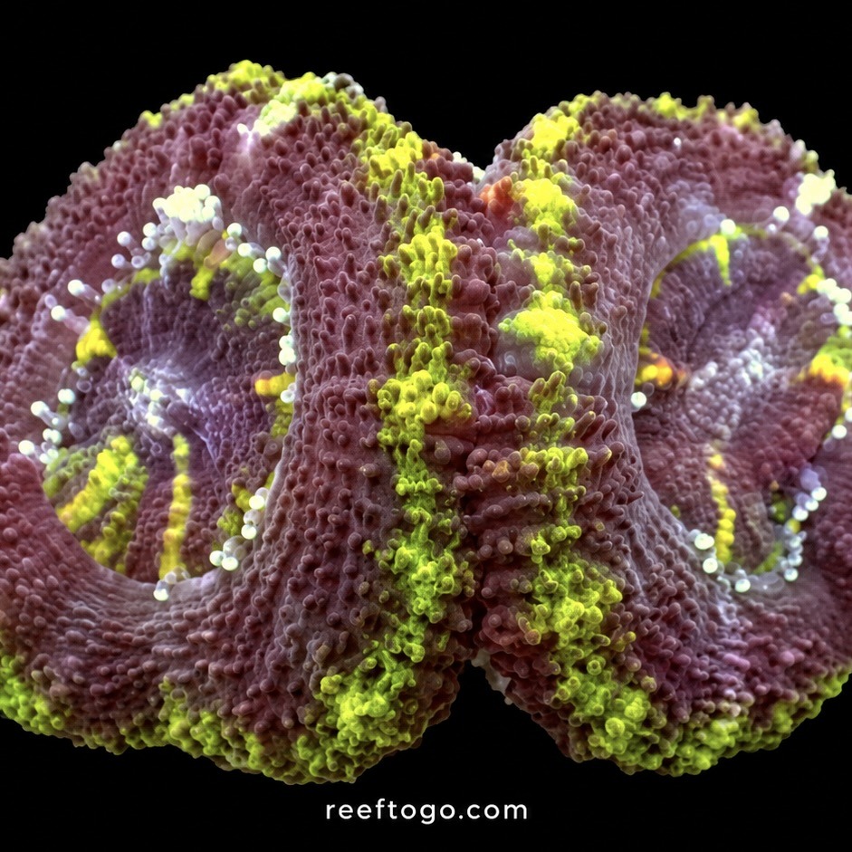 Green acan lord