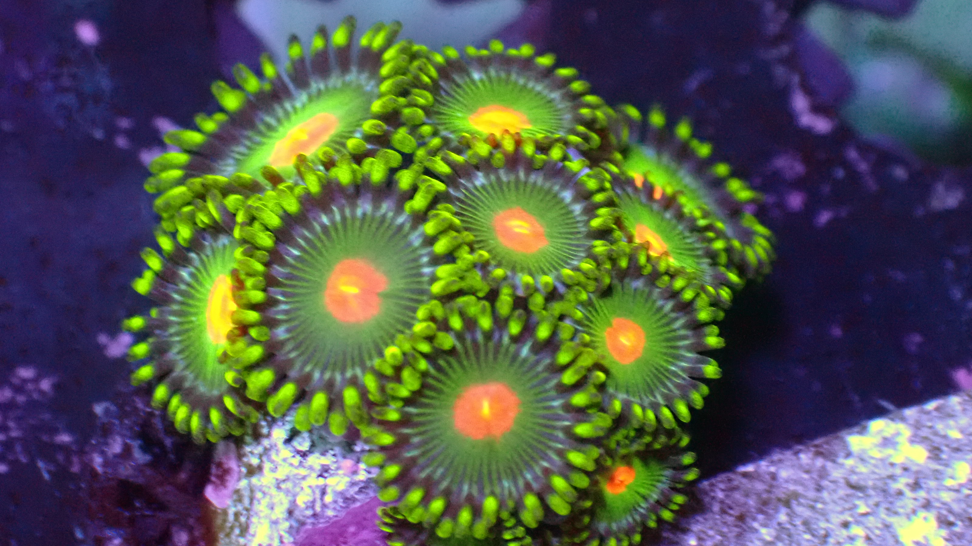 Green Bay zoas