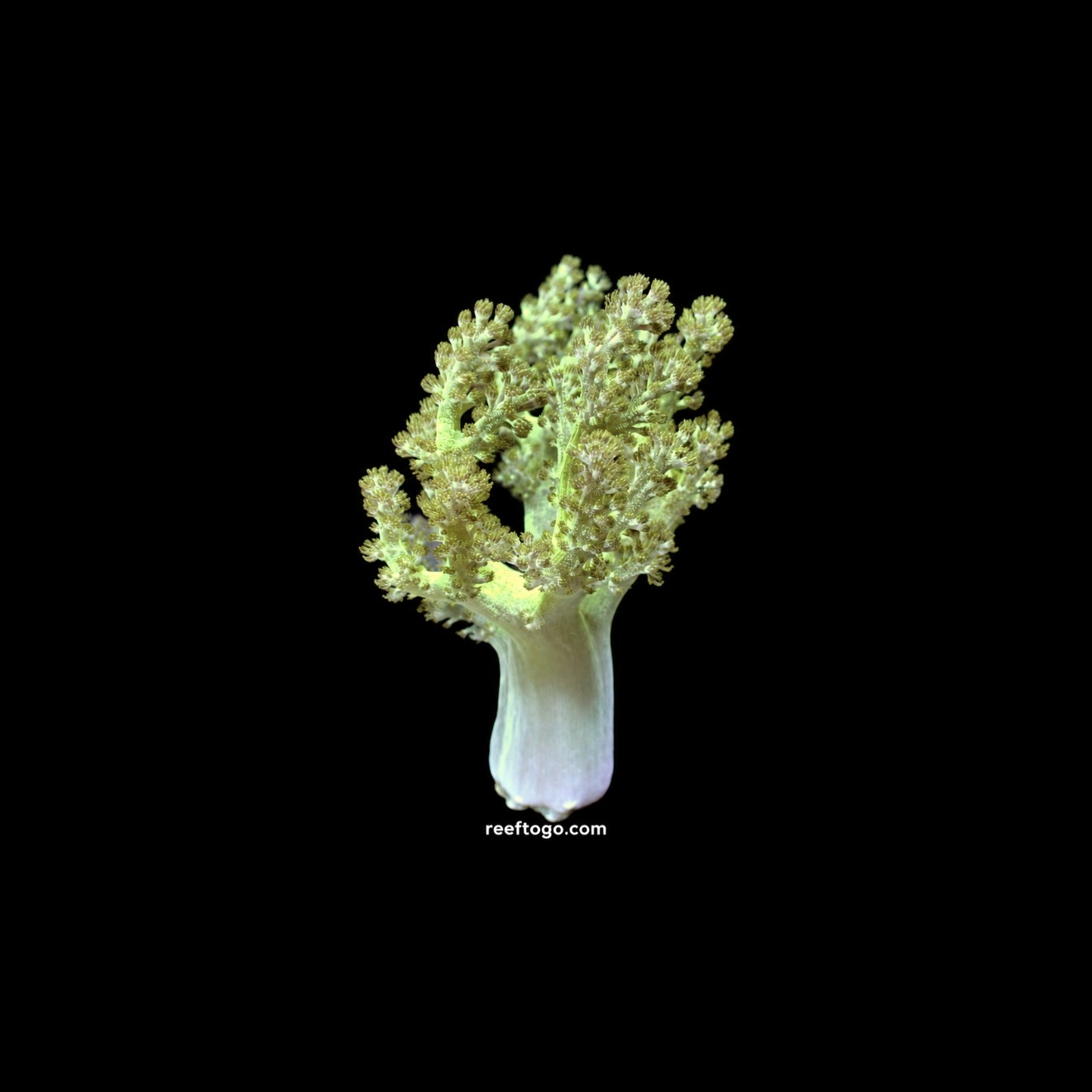 Green Kenya tree