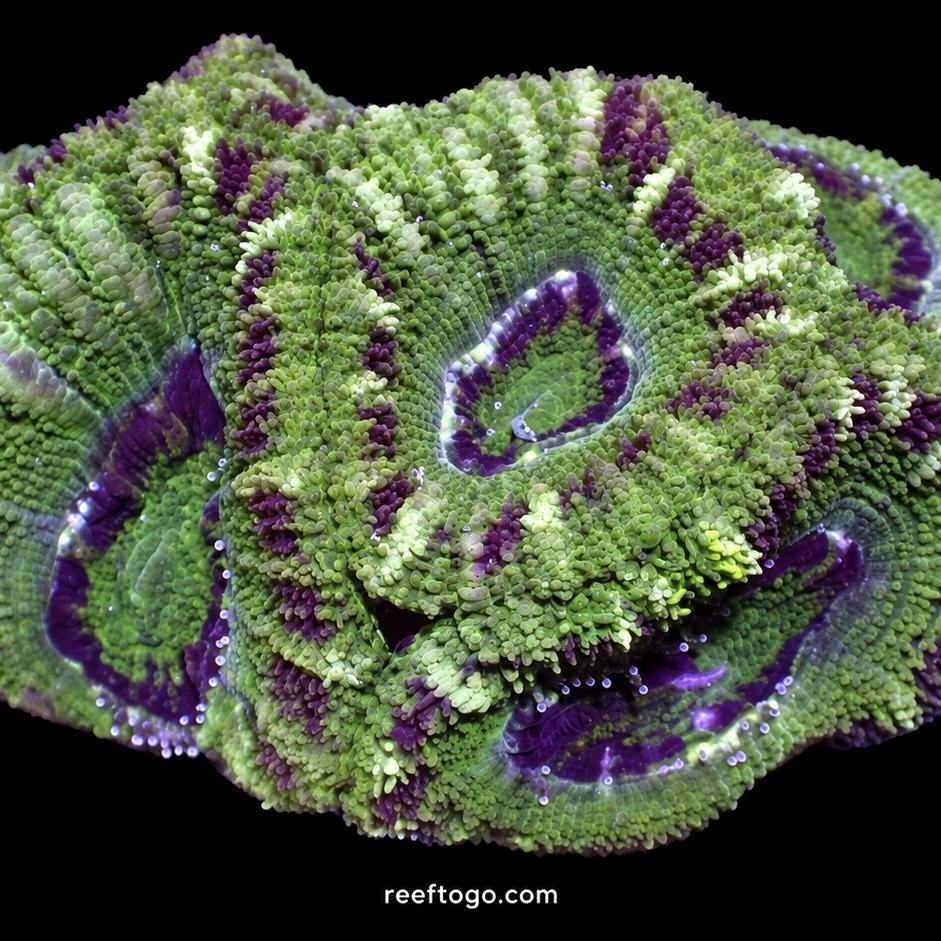 Green tiger acan lord