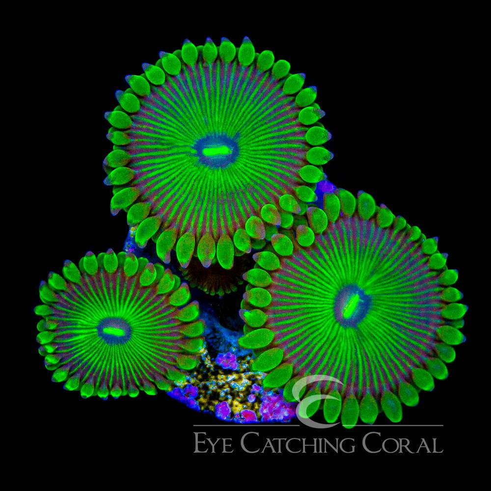Grouchy Green zoas