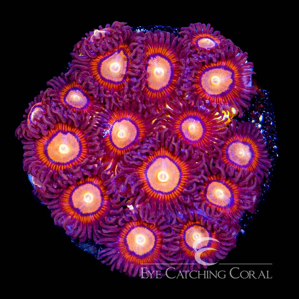 Halo Monster zoas