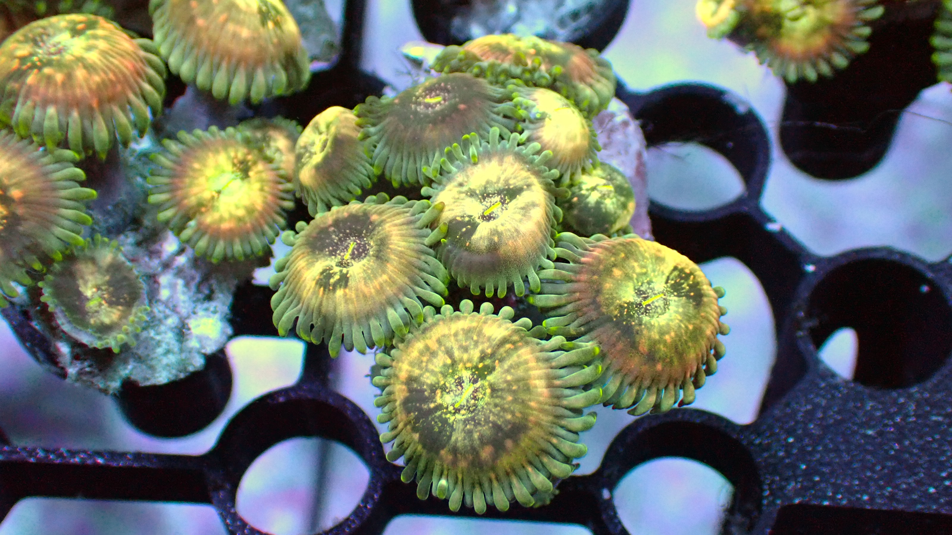 Hawaiian ding dang zoas