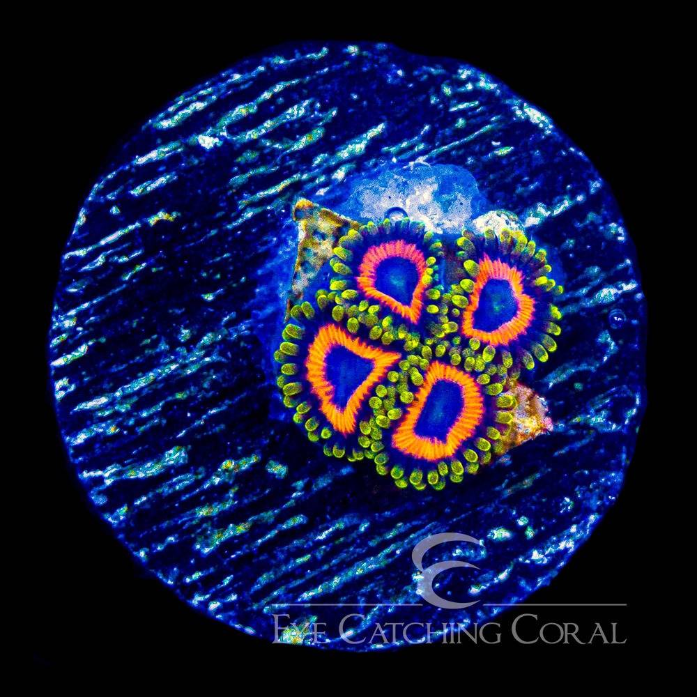Jungle Juice zoas