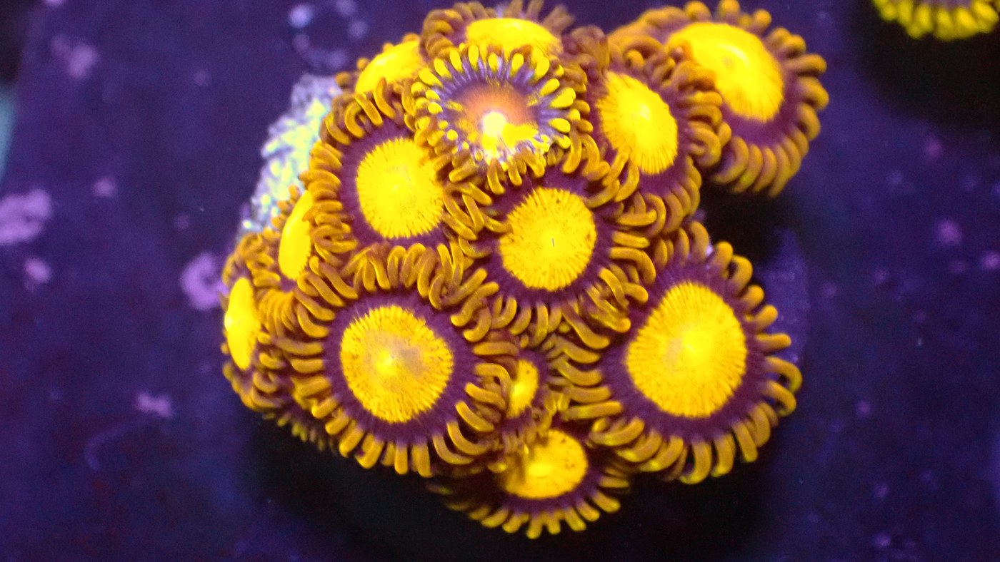 King Midas zoas