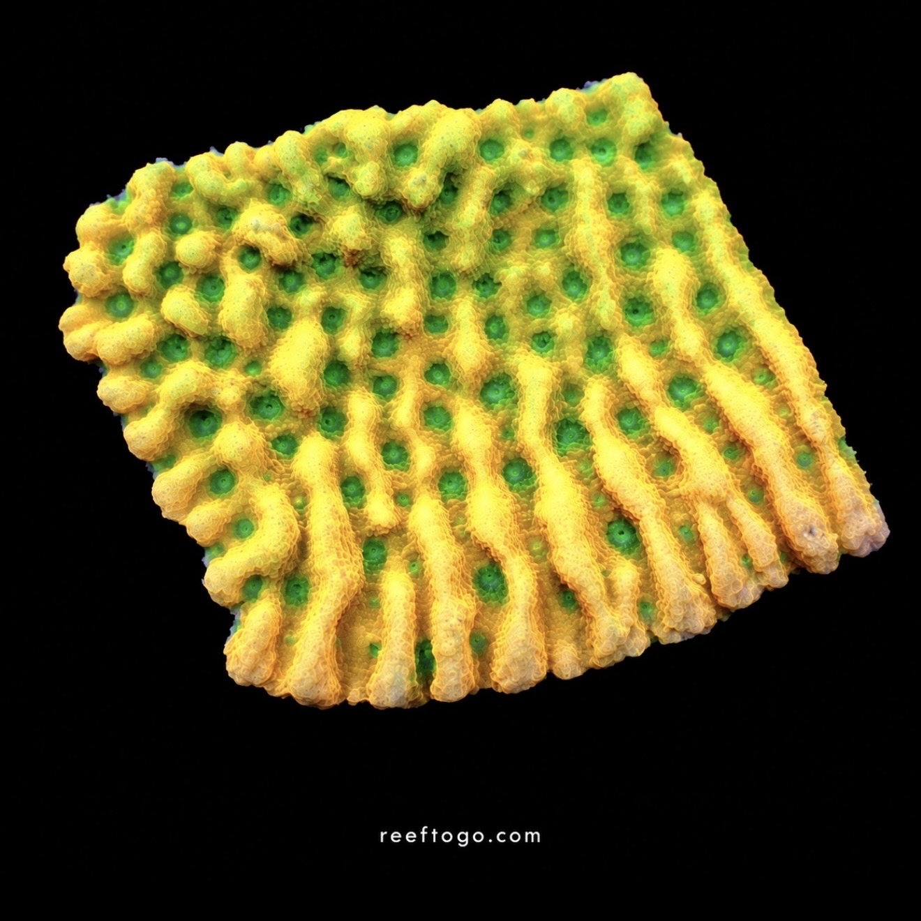 Kung pao montipora